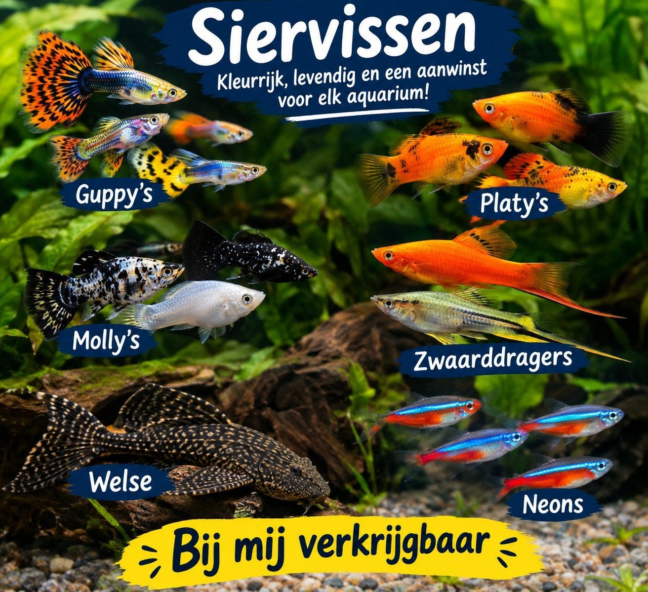 Siervissen, Vis