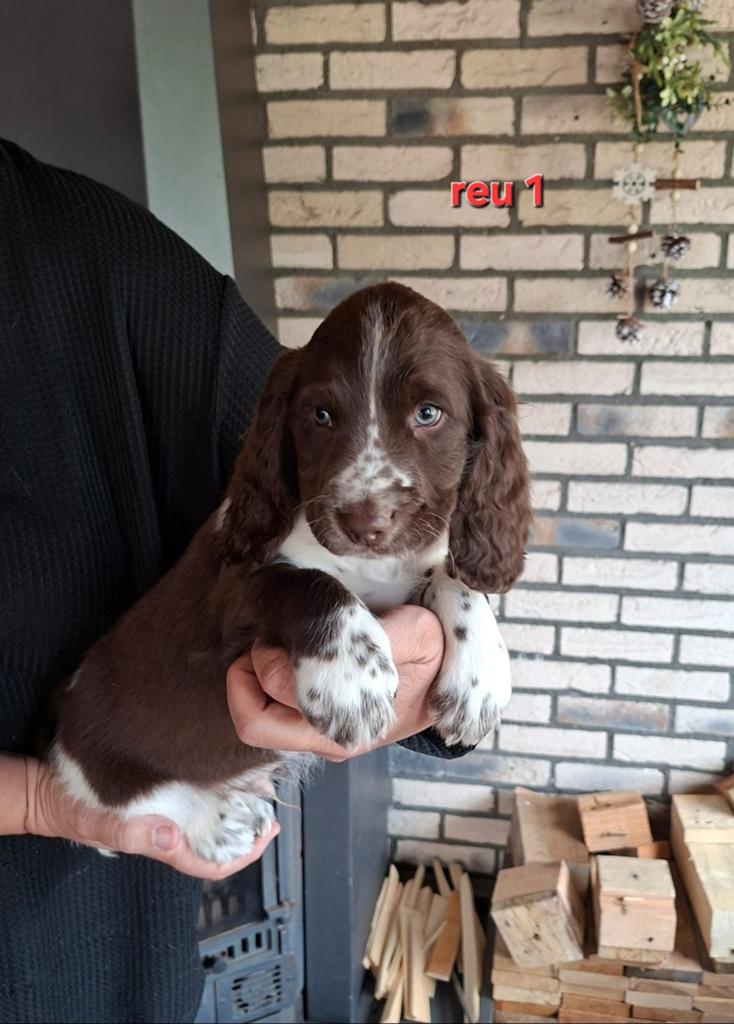 Zeer mooie Engelse springer spaniel pups Geb. 18-03, Parvo, 8 tot 15 weken, Meerdere, Meerdere dieren