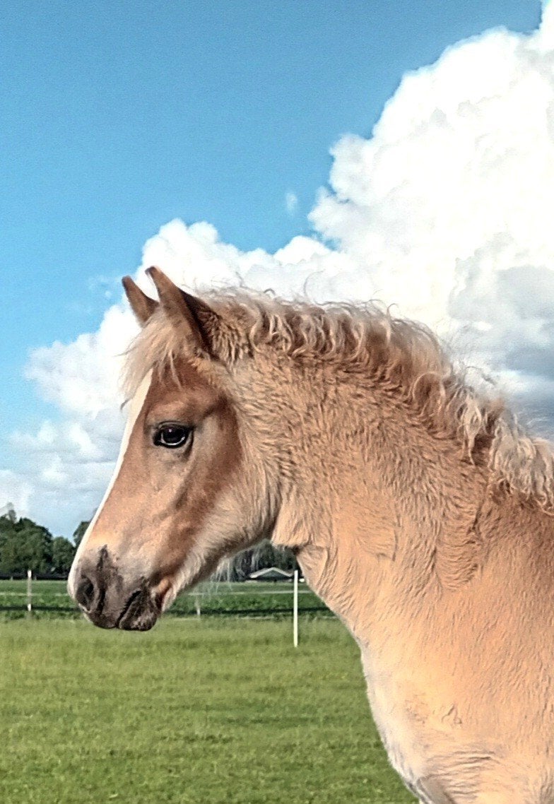 Te koop: groot haflinger hengstveulen, Dieren en Toebehoren, Pony's, Hengst, Niet van toepassing, E pony (1.48m - 1.57m), 0 tot 2 jaar
