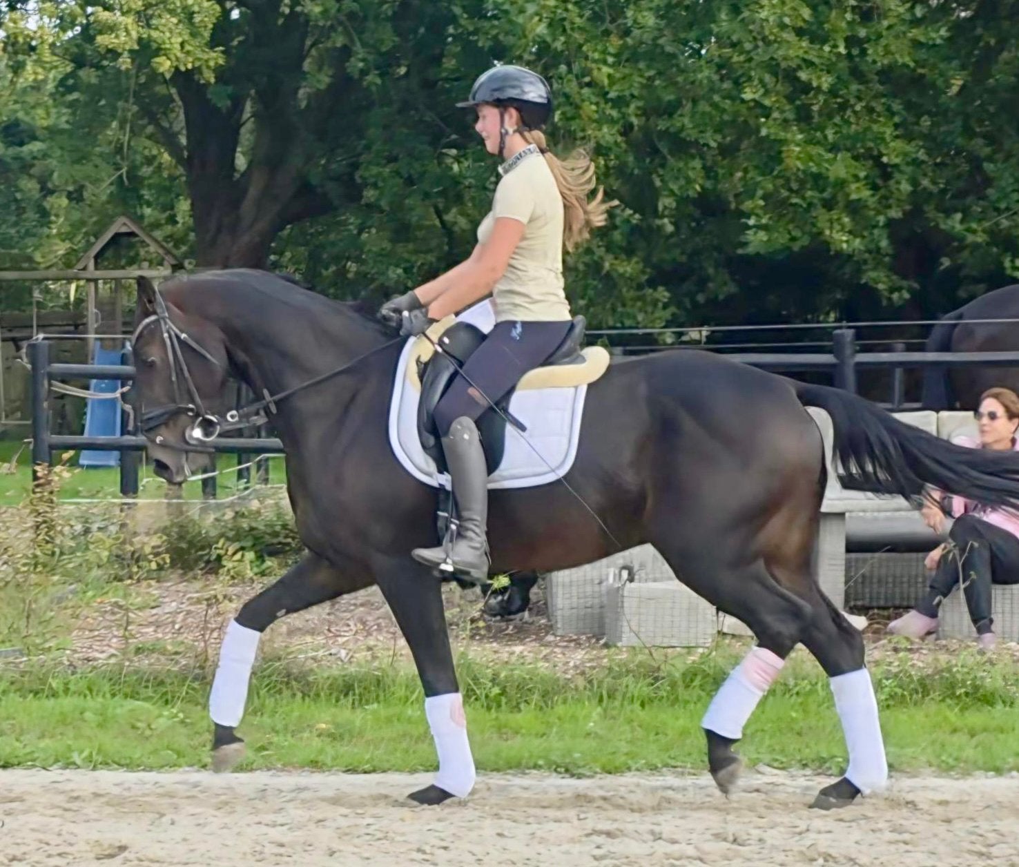 6 jarige dressuurruin, Dieren en Toebehoren, Met stamboom, Ruin, Dressuurpaard, 3 tot 6 jaar