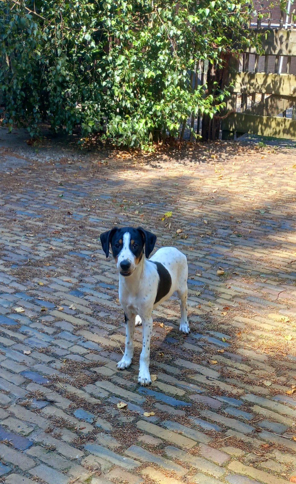 kooiker kruising pup, Parvo, 8 tot 15 weken, Meerdere, Nederland