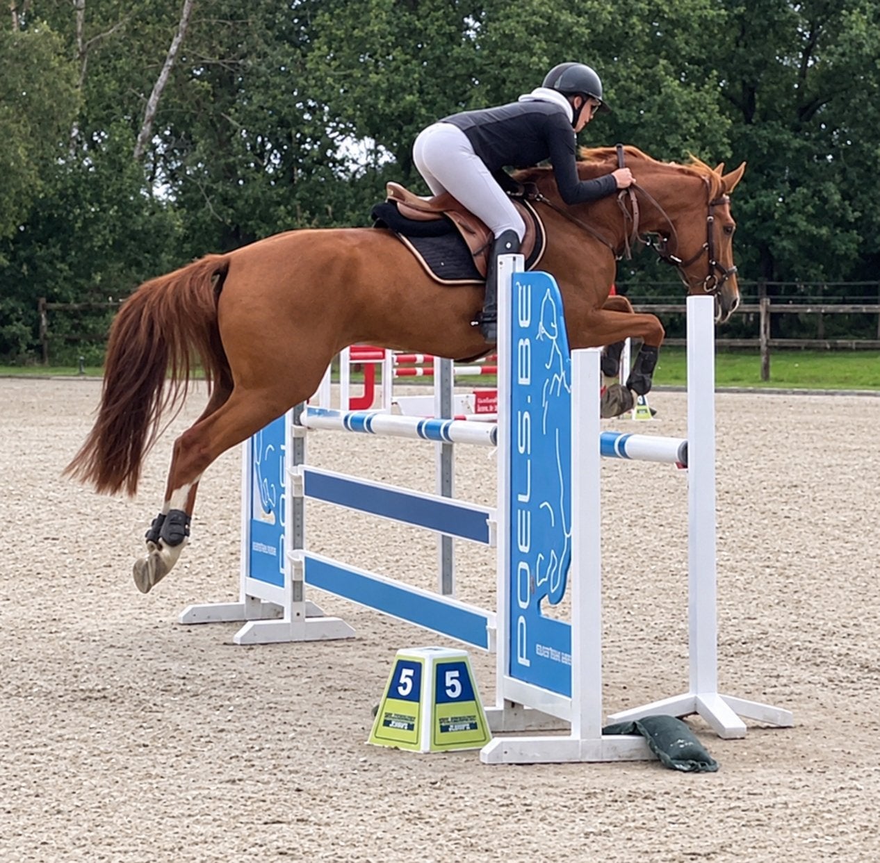 Getalenteerde E pony/Galloway/hunter, E pony (1.48m - 1.57m), Met stamboom, Ruin, Springpony