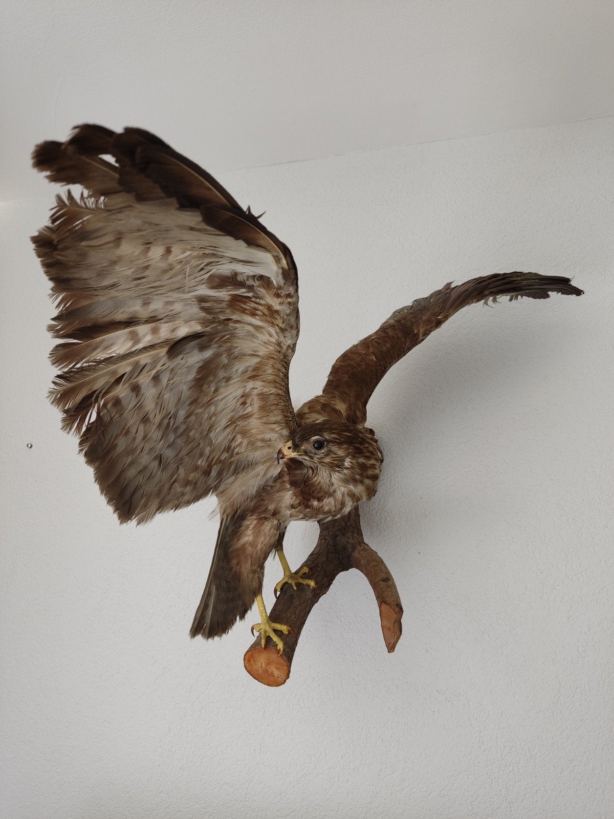 Opgezette vogel buizerd, Ophalen, Vogel, Opgezet dier