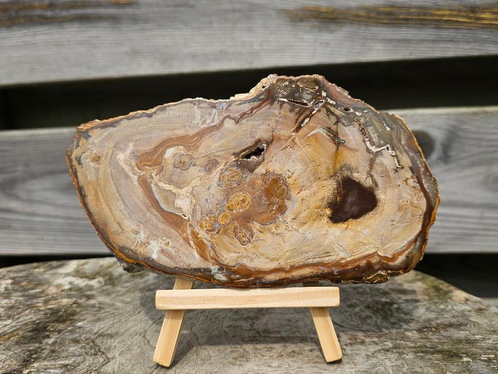 Versteend hout schijf, Ophalen of Verzenden