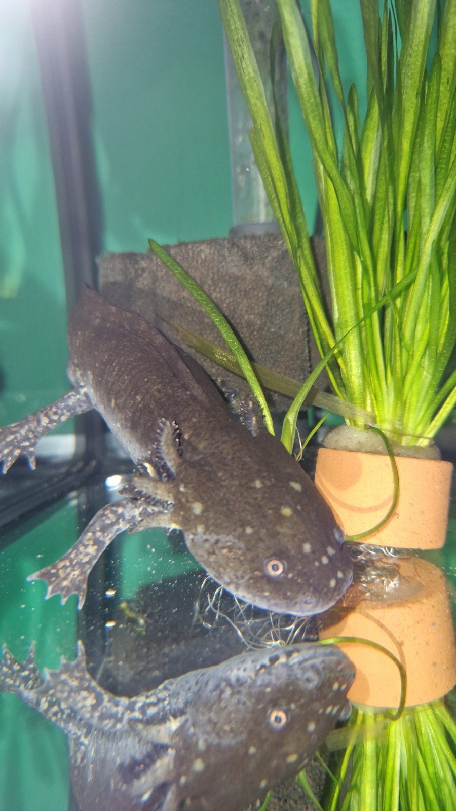 2x axolotl man wildkleur, Overige typen, Zoetwatervis