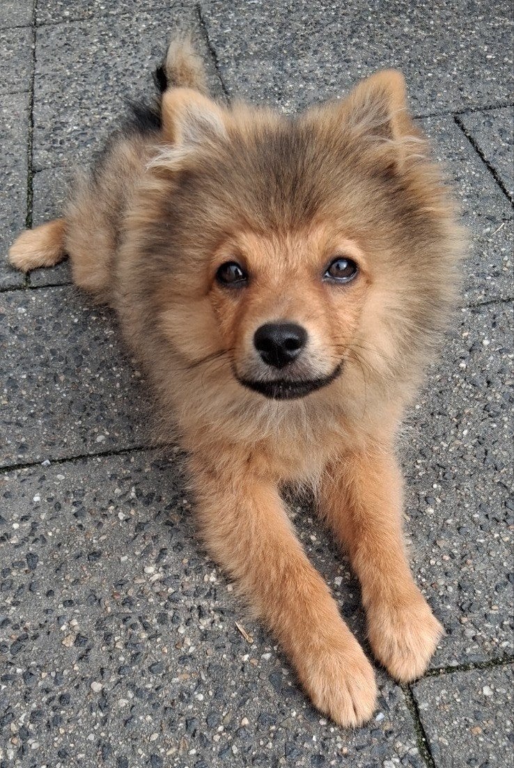 poriaan mix met dwerg keeshond  5 maanden, Dieren en Toebehoren, 15 weken tot 1 jaar, Eén hond, CDV (hondenziekte), Nederland