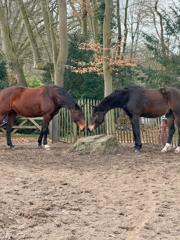 Weidegang, Dieren en Toebehoren