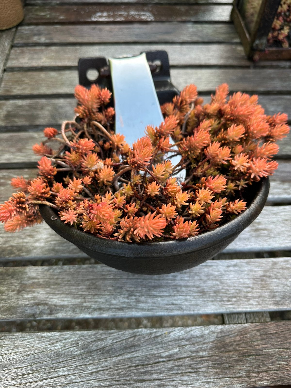2 koeiendrinkbakken met sedum, Ophalen of Verzenden, Volle zon