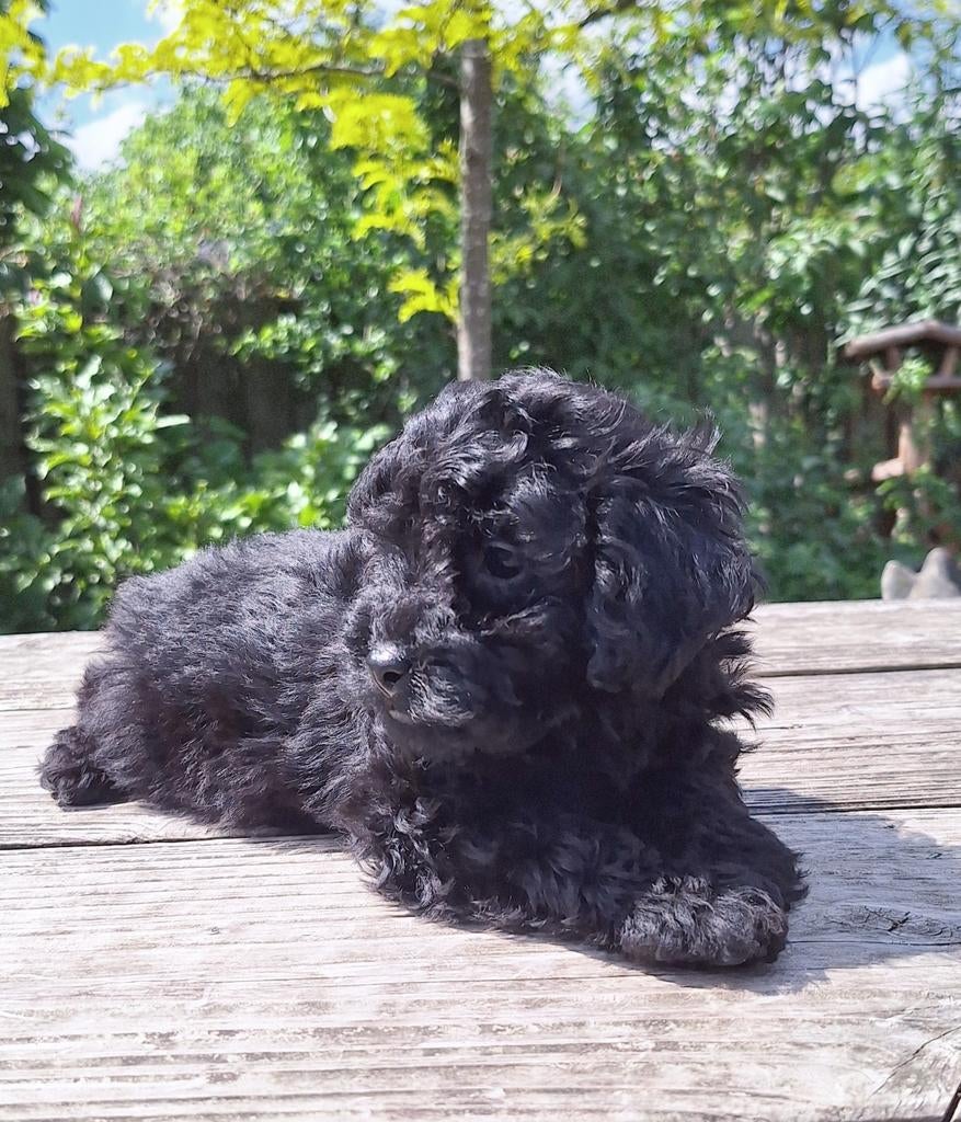 Schitterende Mini Doodle Pups, Parvo, Nederland, Overige rassen, 8 tot 15 weken
