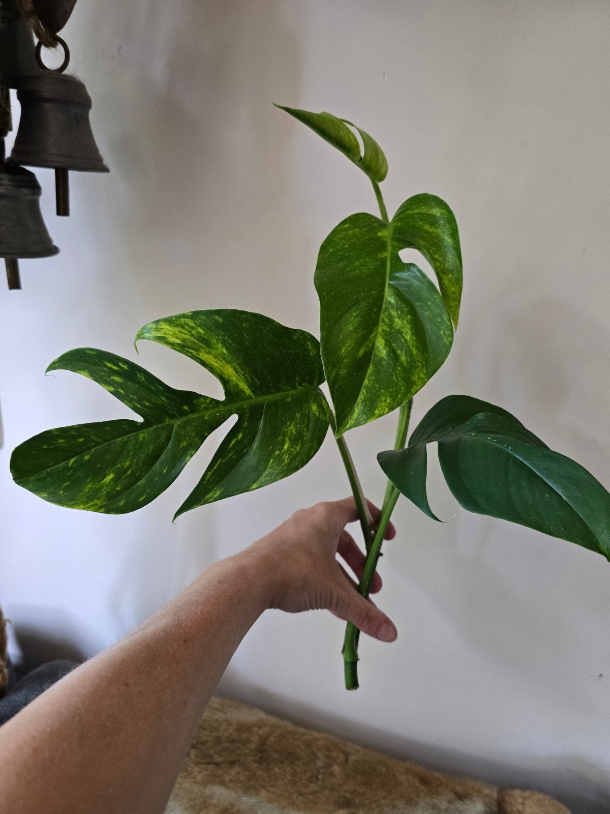 Epipremnum pinnatum 'Goldfinger' , Ophalen, Halfschaduw, Minder dan 100 cm