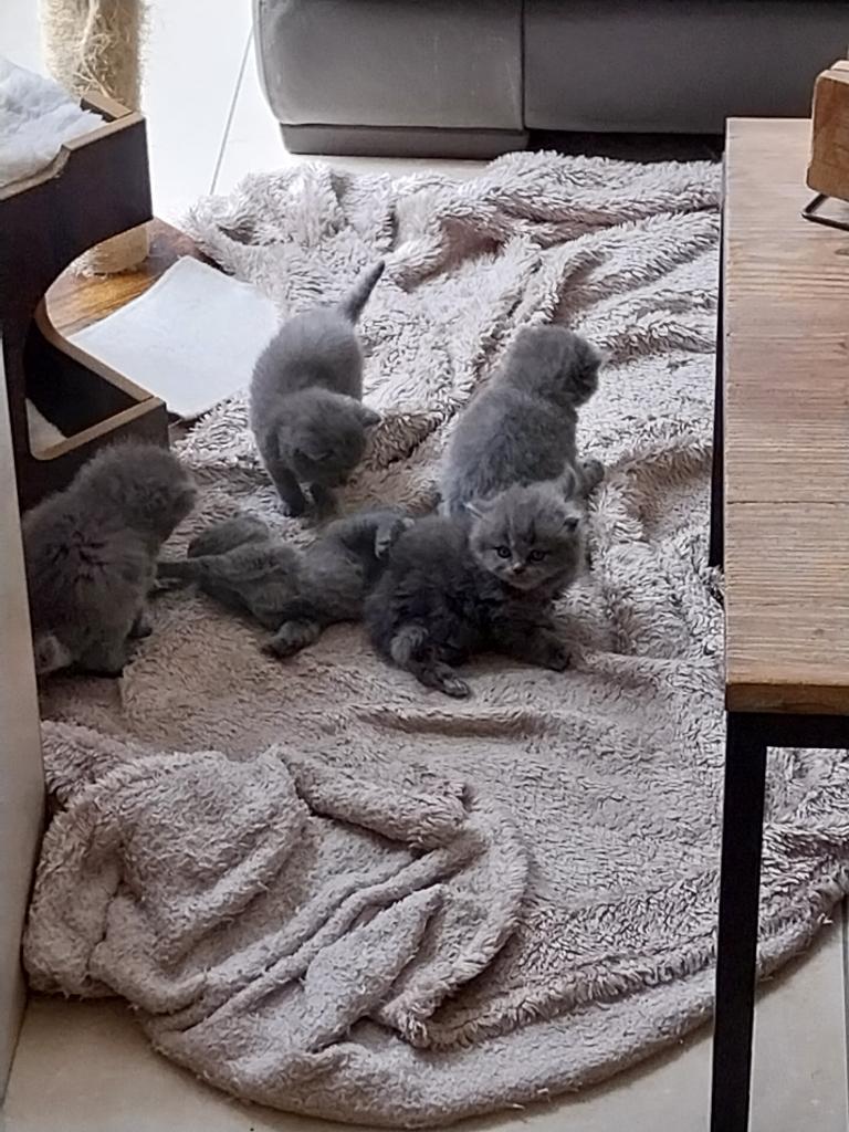 Britse korthaar, Dieren en Toebehoren, Meerdere dieren, Gechipt, 0 tot 2 jaar