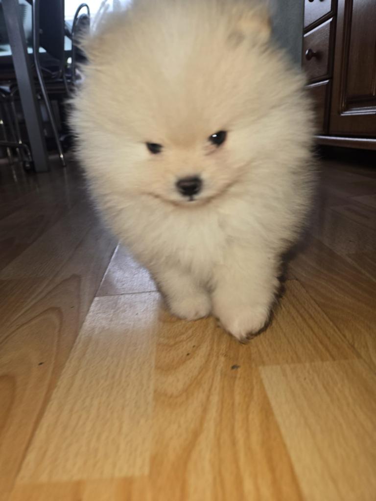 Te koop kleine pommeriaantjes, Dieren en Toebehoren, Keeshond, Teef, Eén hond, Nederland