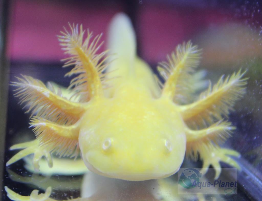 Axolotl - Golden Albino "Baby", Dieren en Toebehoren, Amfibie, Tam, 0 tot 2 jaar