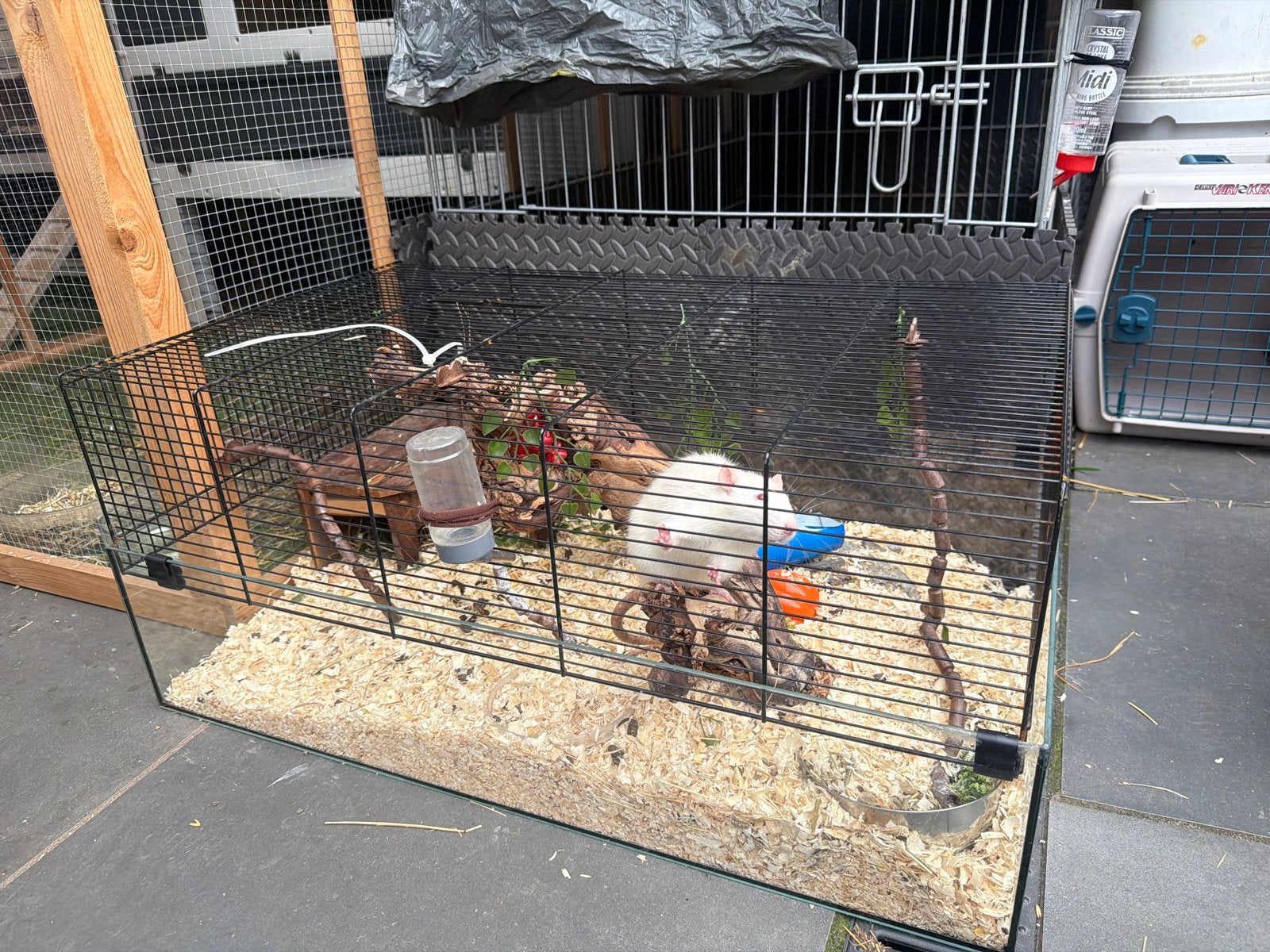 rat met kooi, Dieren en Toebehoren, Ophalen of Verzenden