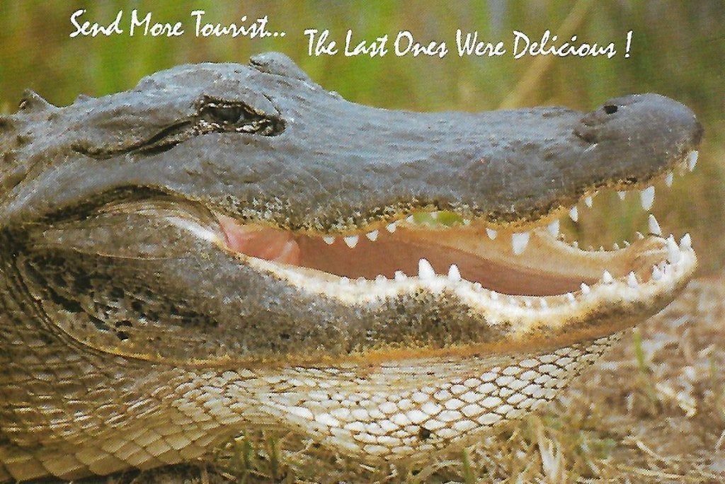 Dieren- -Alligator., Verzamelen, Ophalen of Verzenden, 1980 tot heden, Ongelopen, Reptiel