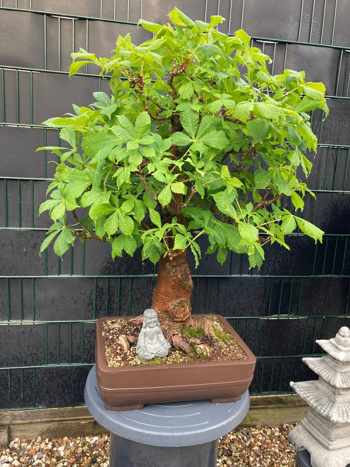 Prachtige Bonsai Paardenkastanje, Volle zon, Vaste plant, Bloeit niet, Ophalen
