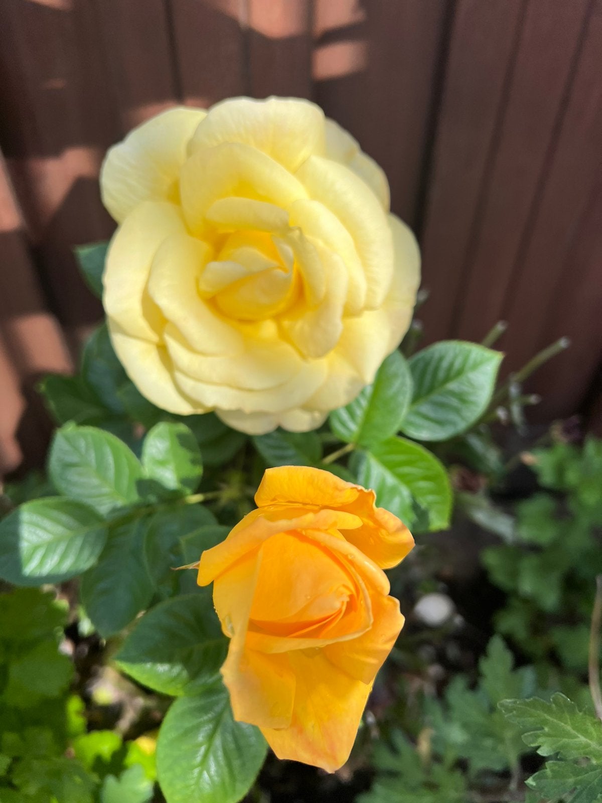 Planten ( roos), Ophalen of Verzenden, Minder dan 100 cm, Overige soorten, Zomer