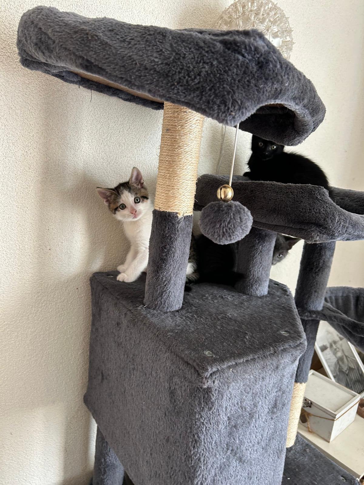 Mooie lieve kittens (katers), Kater, Ontwormd