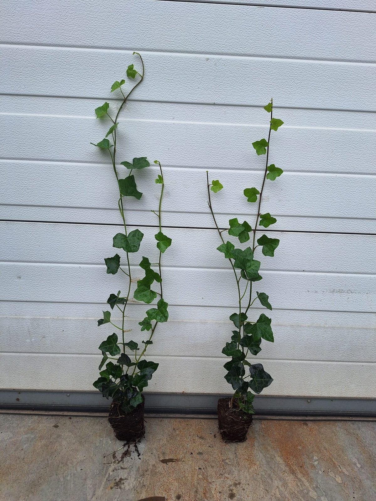 Klimop Hedra hibernica 80/100 cm, Tuin en Terras, Vaste plant, Ophalen of Verzenden, Bloeit niet, Halfschaduw
