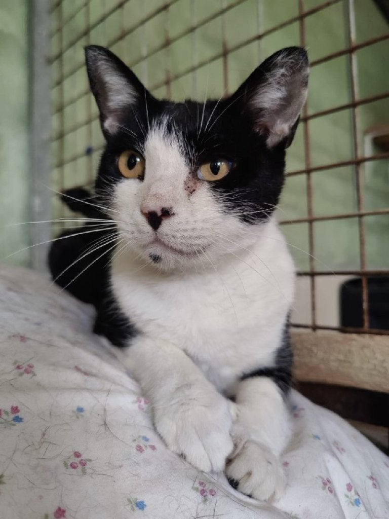 ACE: Mimosa is een uitermate grote knuffel, Dieren en Toebehoren, Poes, Kortharig, 0 tot 2 jaar
