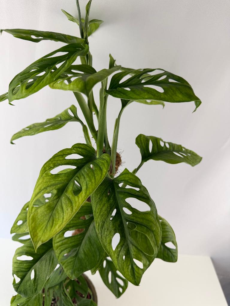Monstera Adansonii Mint p15, Ophalen of Verzenden, Halfschaduw, Minder dan 100 cm