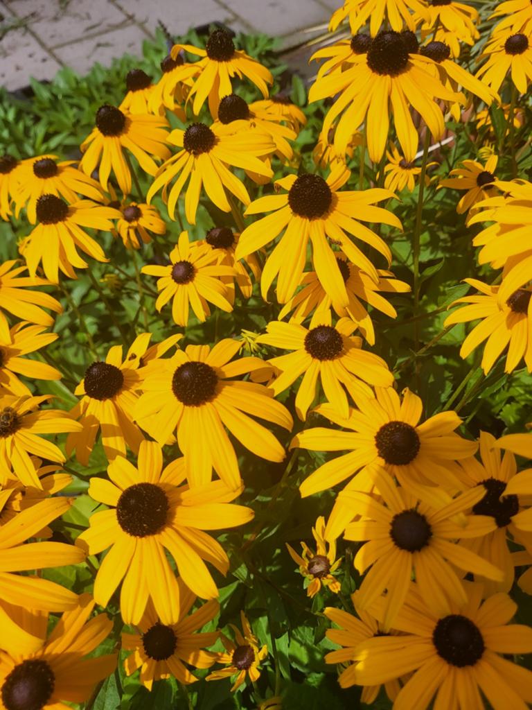 Rudbeckia!! Nu uitzoeken!, Ophalen of Verzenden, Overige soorten, Volle zon