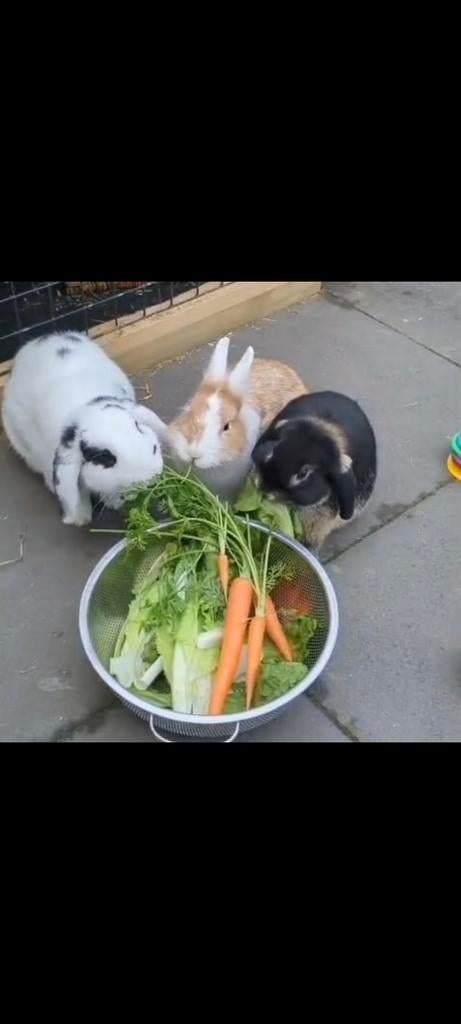 Verkocht! Baby konijntjes, Ophalen, Zo goed als nieuw, Overige