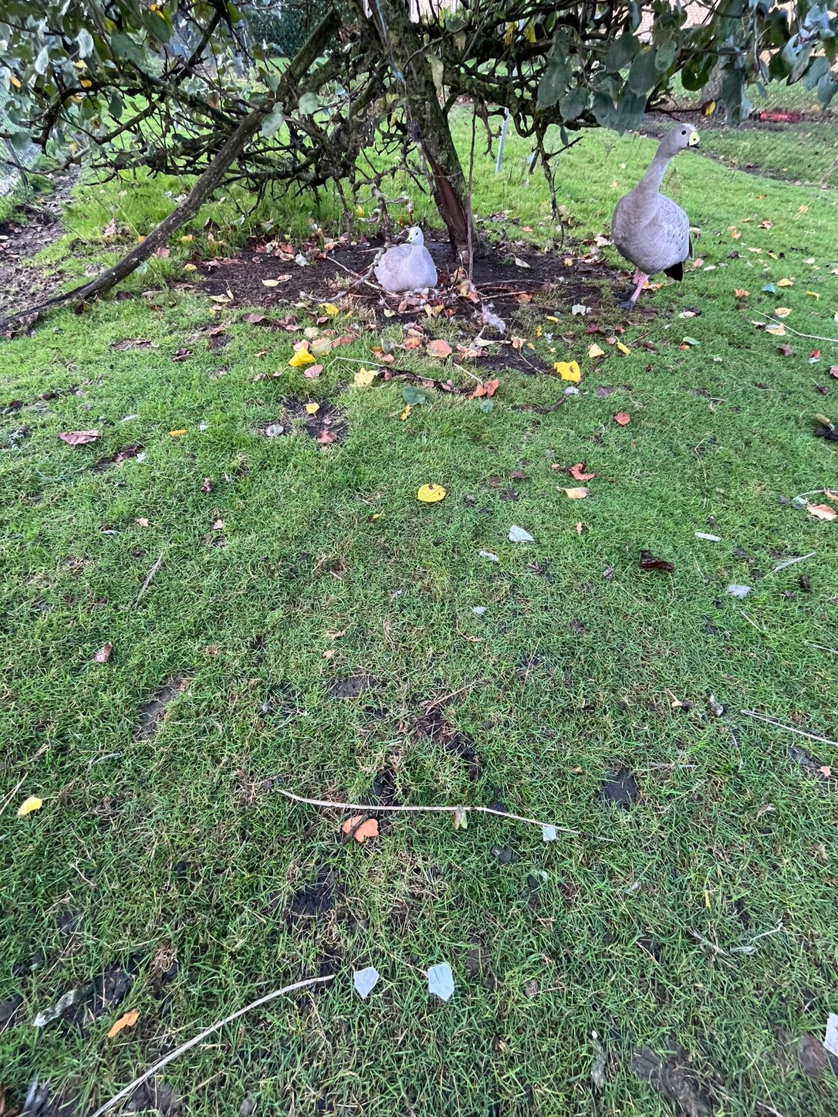 1 Hoendergans man volwassen, Dieren en Toebehoren, Pluimvee, Mannelijk, Eend