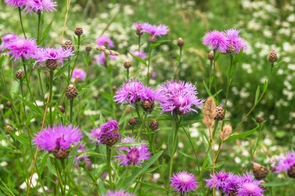 Bio zaden Knoopkruid – Centaurea jacea | Inheems, Verzenden, Voorjaar, Volle zon, Zaad