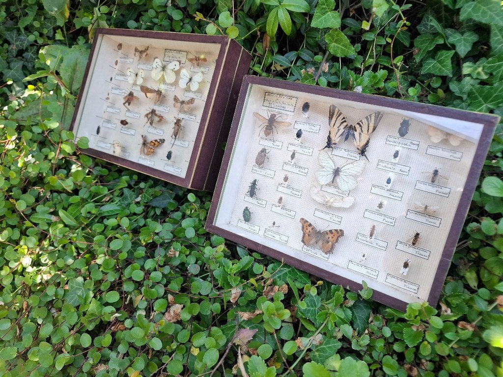 SET van 2 oude educatieve insectendozen, vlinderkastje paris, Ophalen of Verzenden