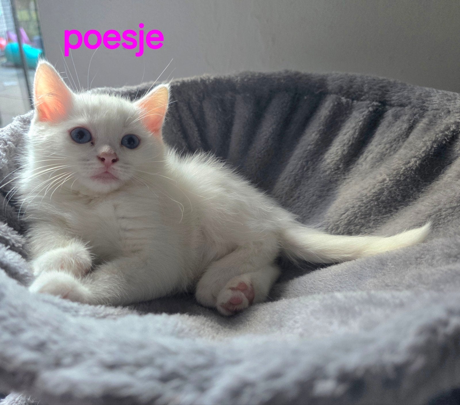 kittens lilac-witte, Dieren en Toebehoren, Meerdere dieren