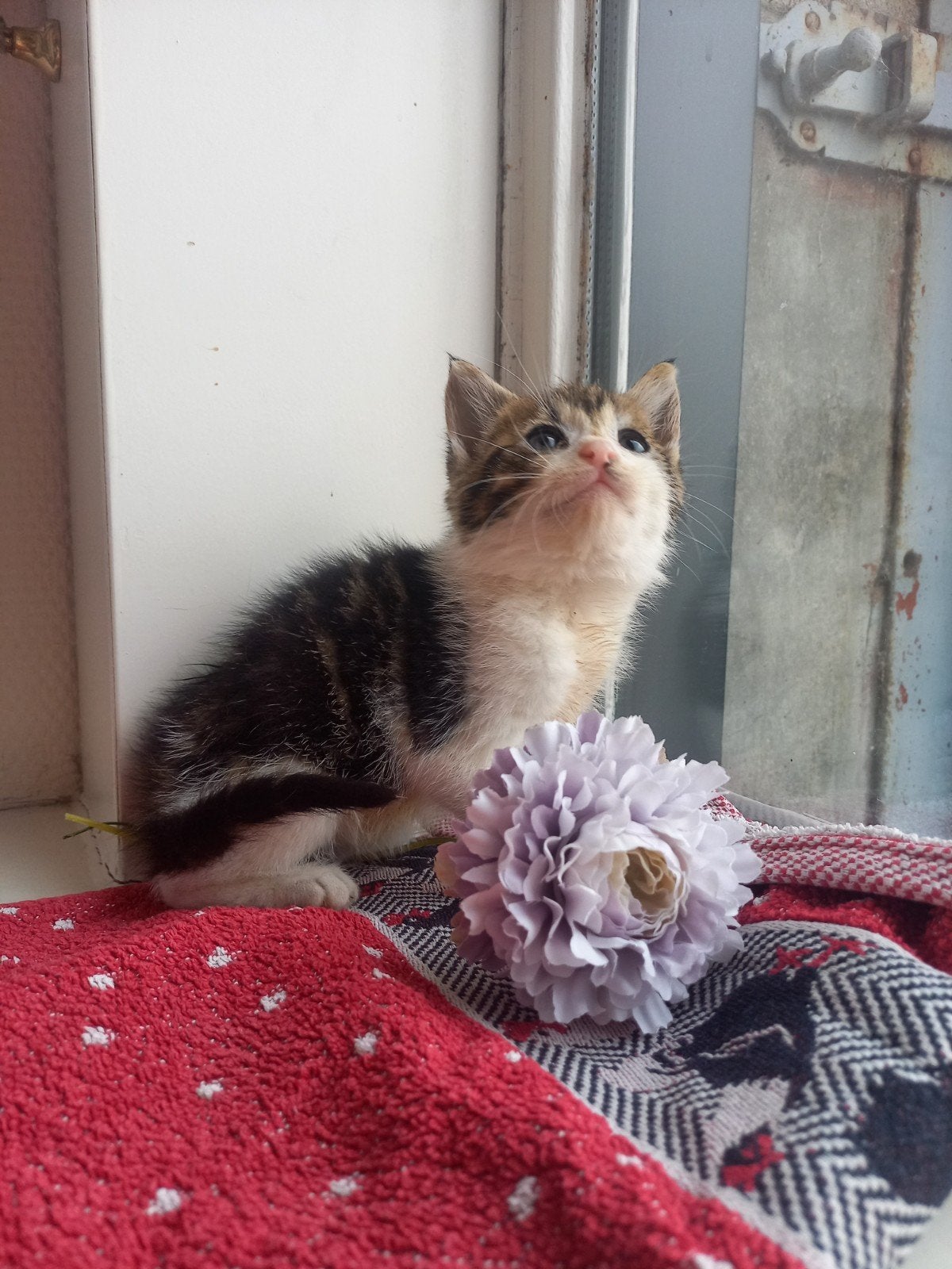 prachtige, lieve 3 kleurige poesje, Dieren en Toebehoren, Poes, Kortharig, 0 tot 2 jaar