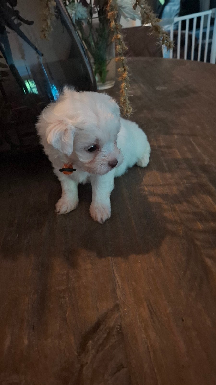 Te Koop witte Maltezer pups  Nog 1 beschikbaar.   ., Dieren en Toebehoren, Maltezer, 8 tot 15 weken, Parvo, Meerdere