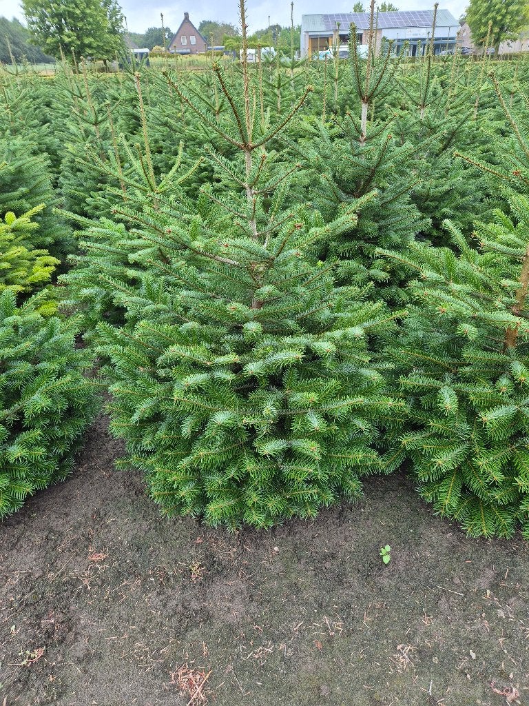 kerstbomen, Diversen, Kerst, Ophalen, Nieuw