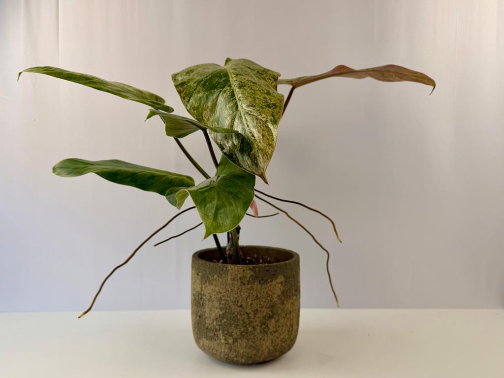 Philodendron Whipple Way Mint P15, Overige soorten, In pot, Minder dan 100 cm, Groene kamerplant