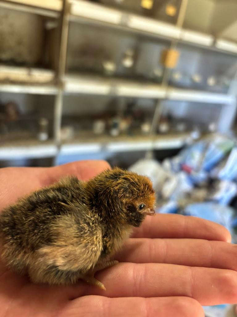 Hollandse kuif hoen kuikens, Meerdere dieren, Kip