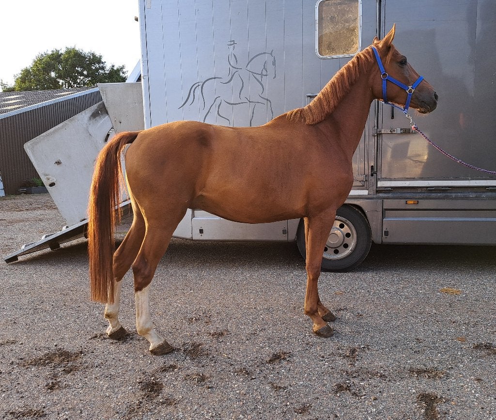 Lieve 3-jarige dressuurruin, vos, Met stamboom, Ruin, Dressuurpaard, 3 tot 6 jaar