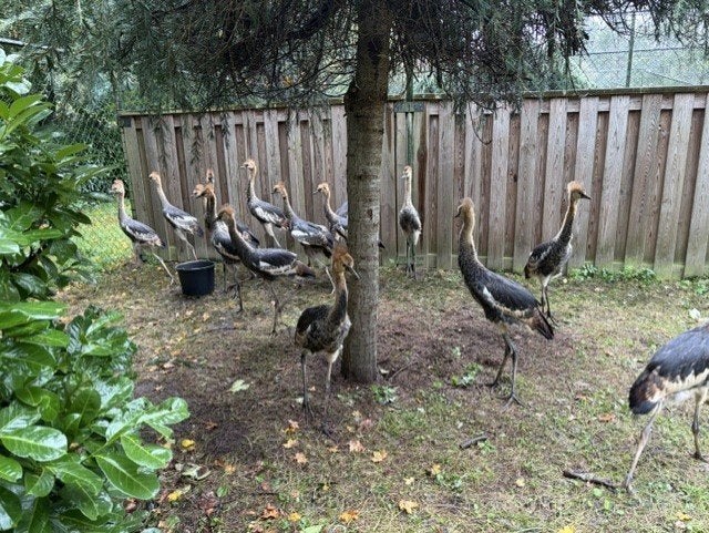 7 Koppels Grijze Kroonkraanvogels, Dieren en Toebehoren, Meerdere dieren, Overige soorten