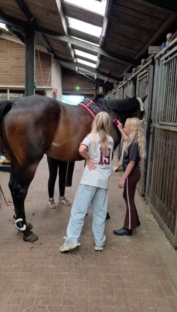 Irish Sport Horses Te koop!, Met stamboom, Ruin, Niet van toepassing, 7 tot 10 jaar