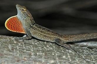 Koppeltje anolis sagrei, Dieren en Toebehoren, Reptielen en Amfibieën, Hagedis, 0 tot 2 jaar