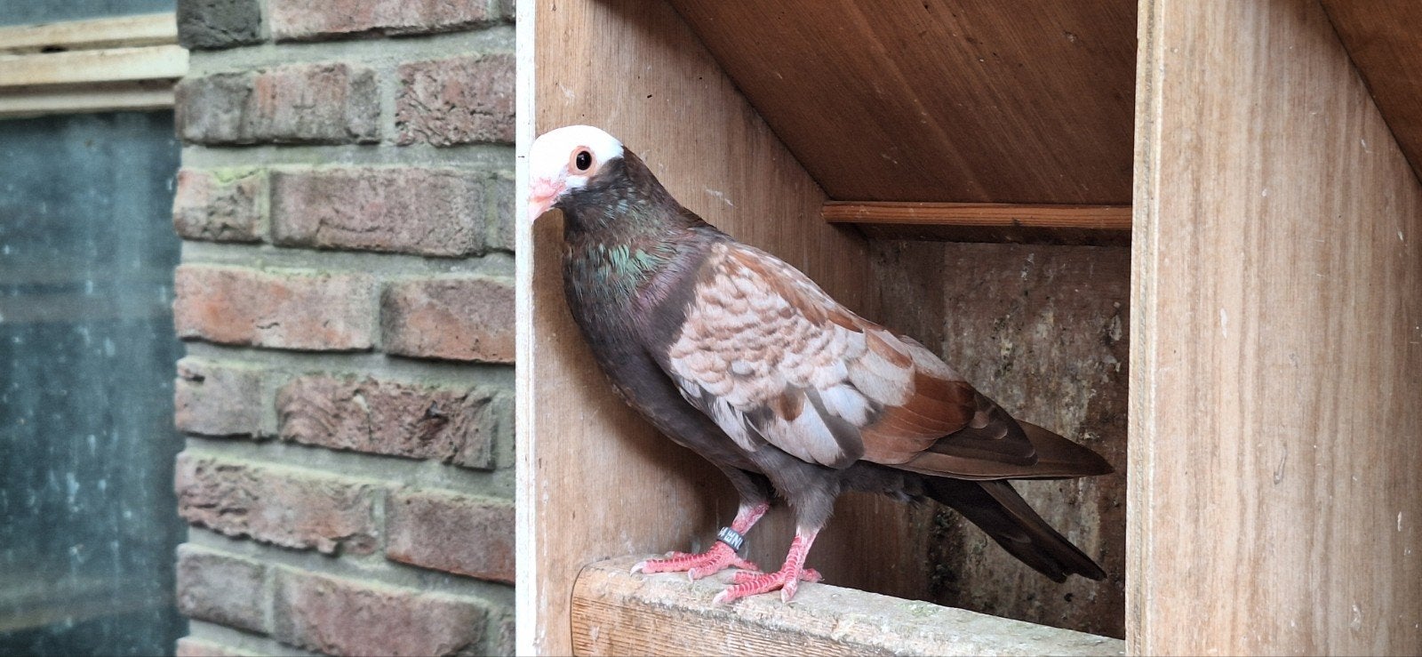 jonge Catalaanse tuimelaars, Meerdere dieren, Tuimelaar of Roller