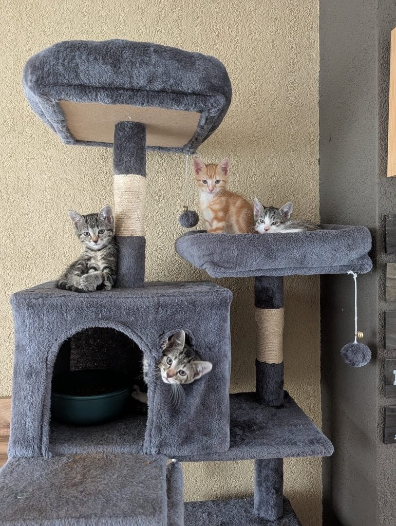Kittens, Dieren en Toebehoren, Meerdere dieren, 0 tot 2 jaar