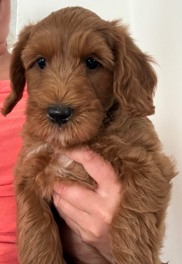Australian Labradoodle pups van volledig geteste ouders, Overige rassen, 8 tot 15 weken, Meerdere, Meerdere dieren