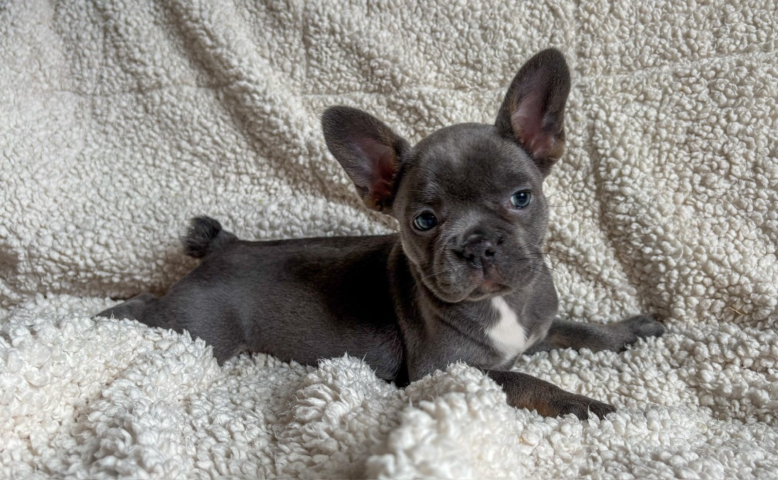 Franse bulldog pups uit geteste ouderdieren, Parvo, 8 tot 15 weken, Bulldog, Meerdere