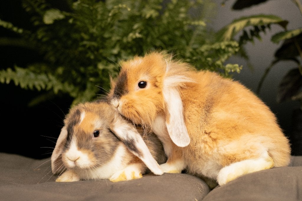 Gecastreerde konijnen | Dwergkonijnen | Jonge konijnen, Dieren en Toebehoren, Mannelijk, Dwerg, 0 tot 2 jaar