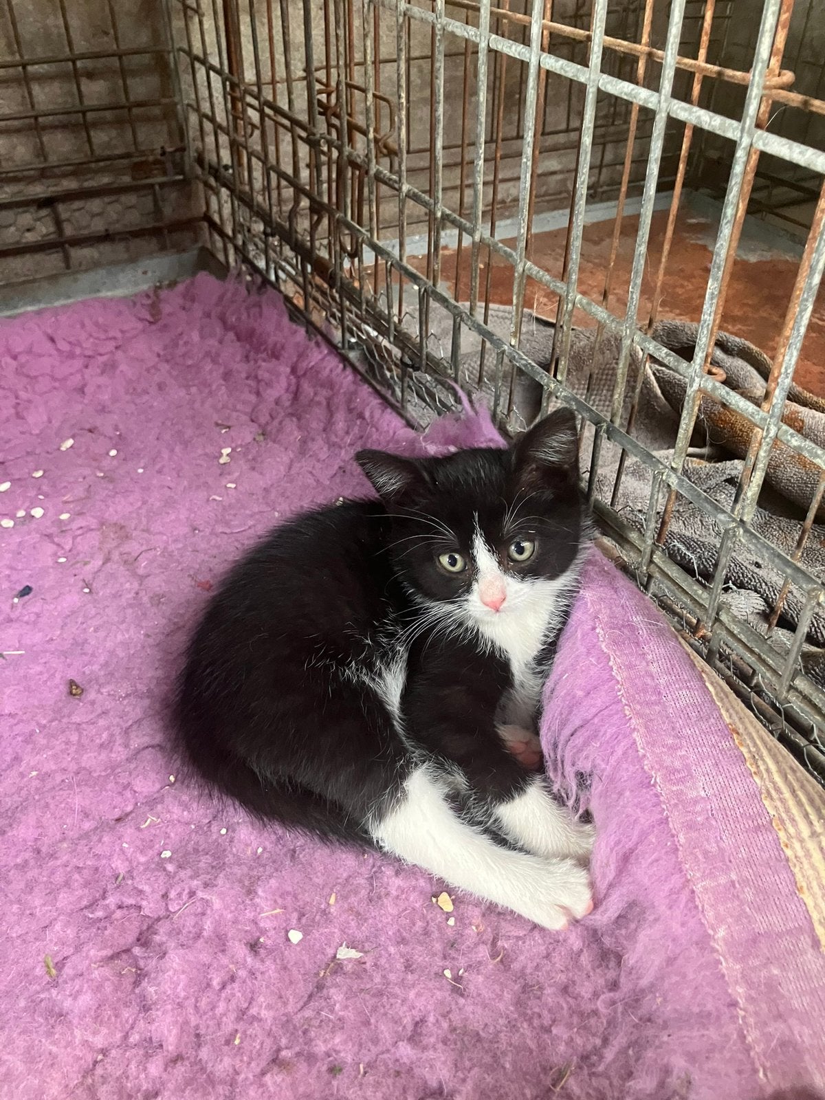 Mooie kittens: nog 1 zwart poesje te koop, Meerdere dieren, Kortharig, 0 tot 2 jaar