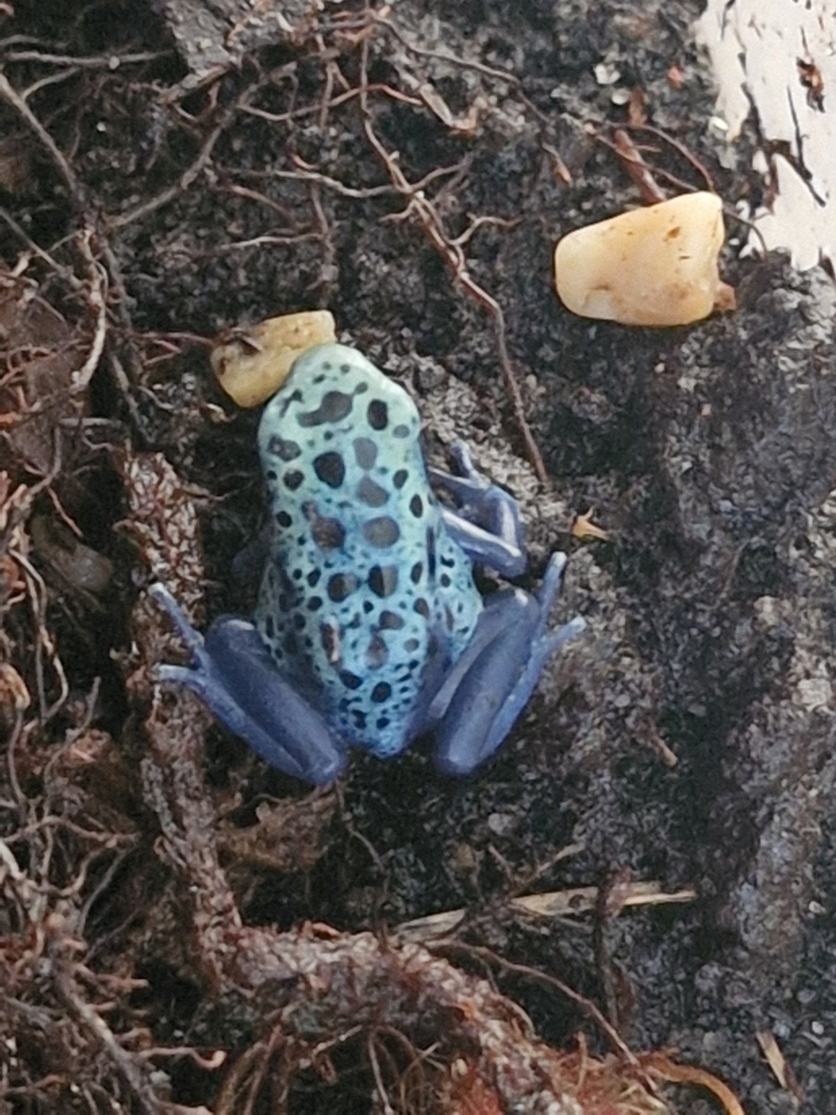 Dendrobates Tinctorius Azureus 25 euro p. st, Dieren en Toebehoren, Amfibie, 0 tot 2 jaar