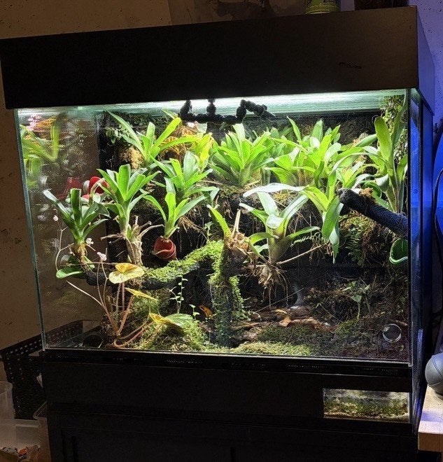 Prachtig compleet kikkerterrarium 60x50x50 met onderkast