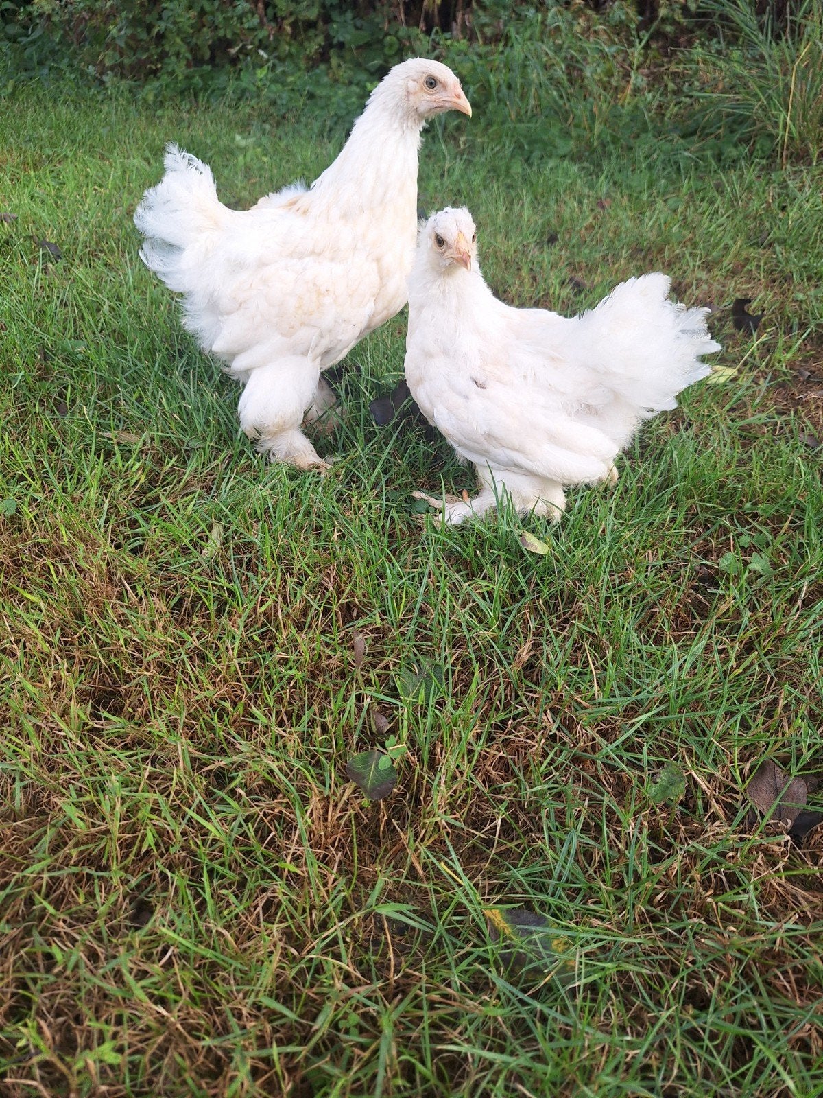 2 brahma hennen groot, Dieren en Toebehoren, Vrouwelijk, Kip
