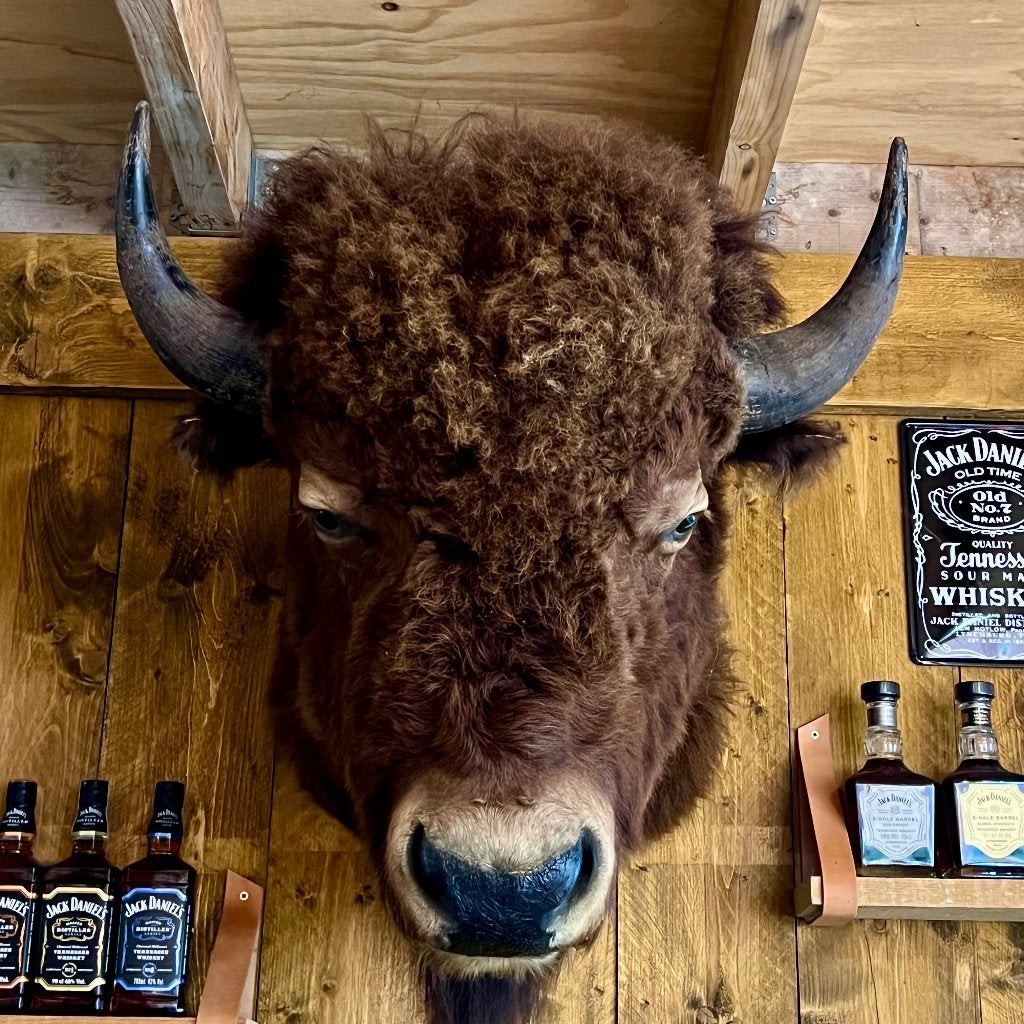 Zeer grote Amerikaanse bison kop, Ophalen, Zo goed als nieuw, Overige soorten, Opgezet dier